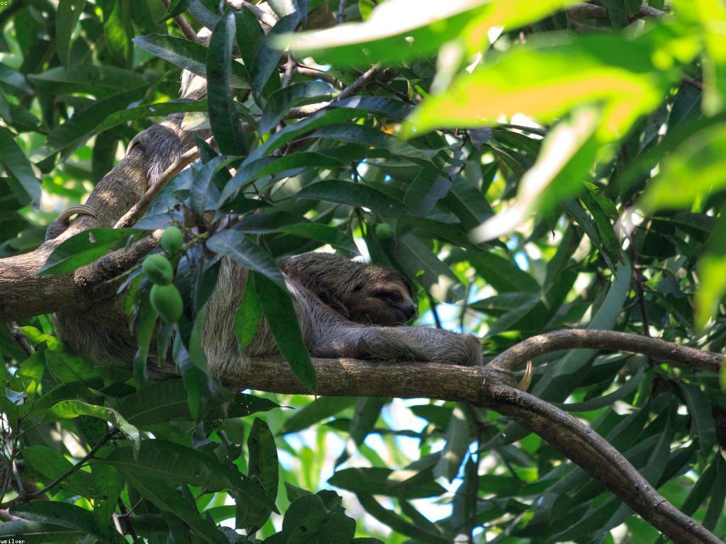 វិធីសាស្ត្រដើម្បីបង្ហាញស្លុតយ៉ាងមានសិល្បៈ